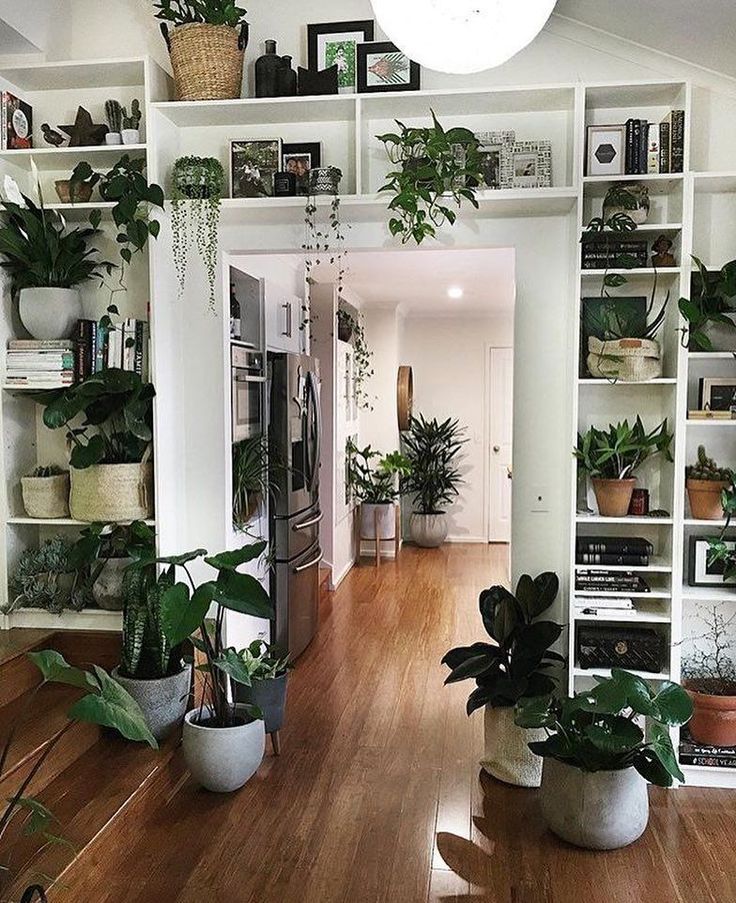 Indoor Plants