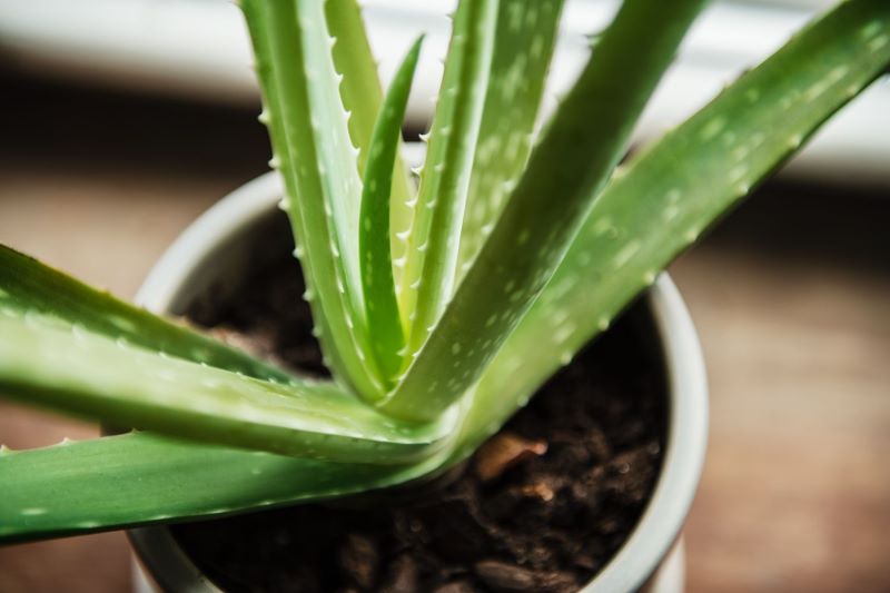 aloe vera