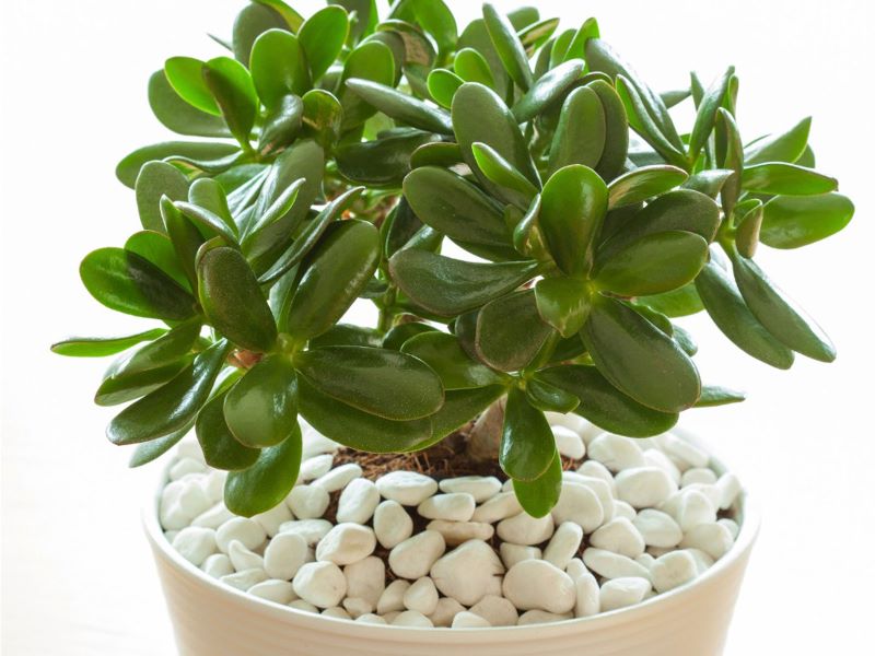 jade plant