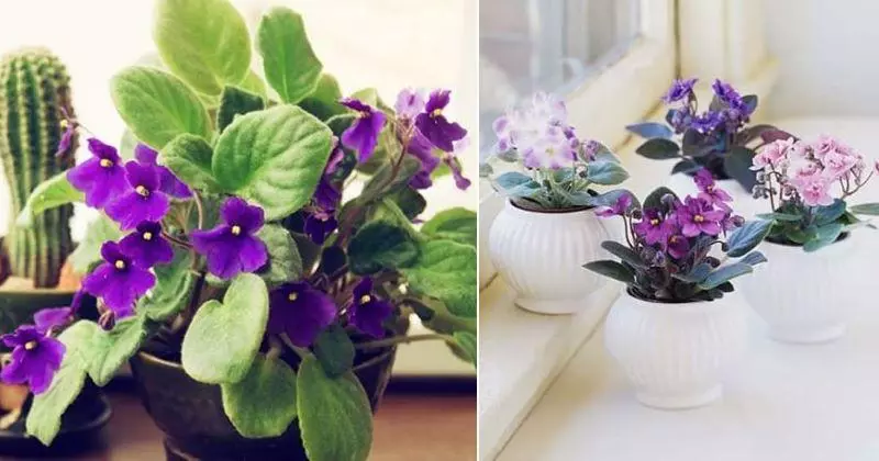 African Violet bio