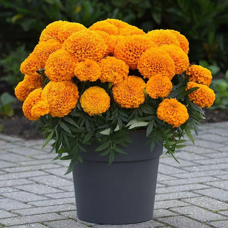 Marigold