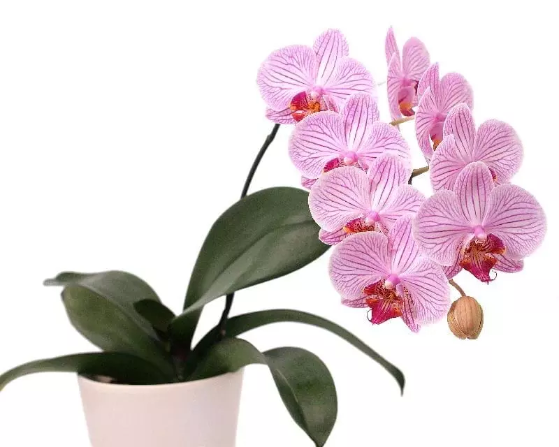 Moth Orchid