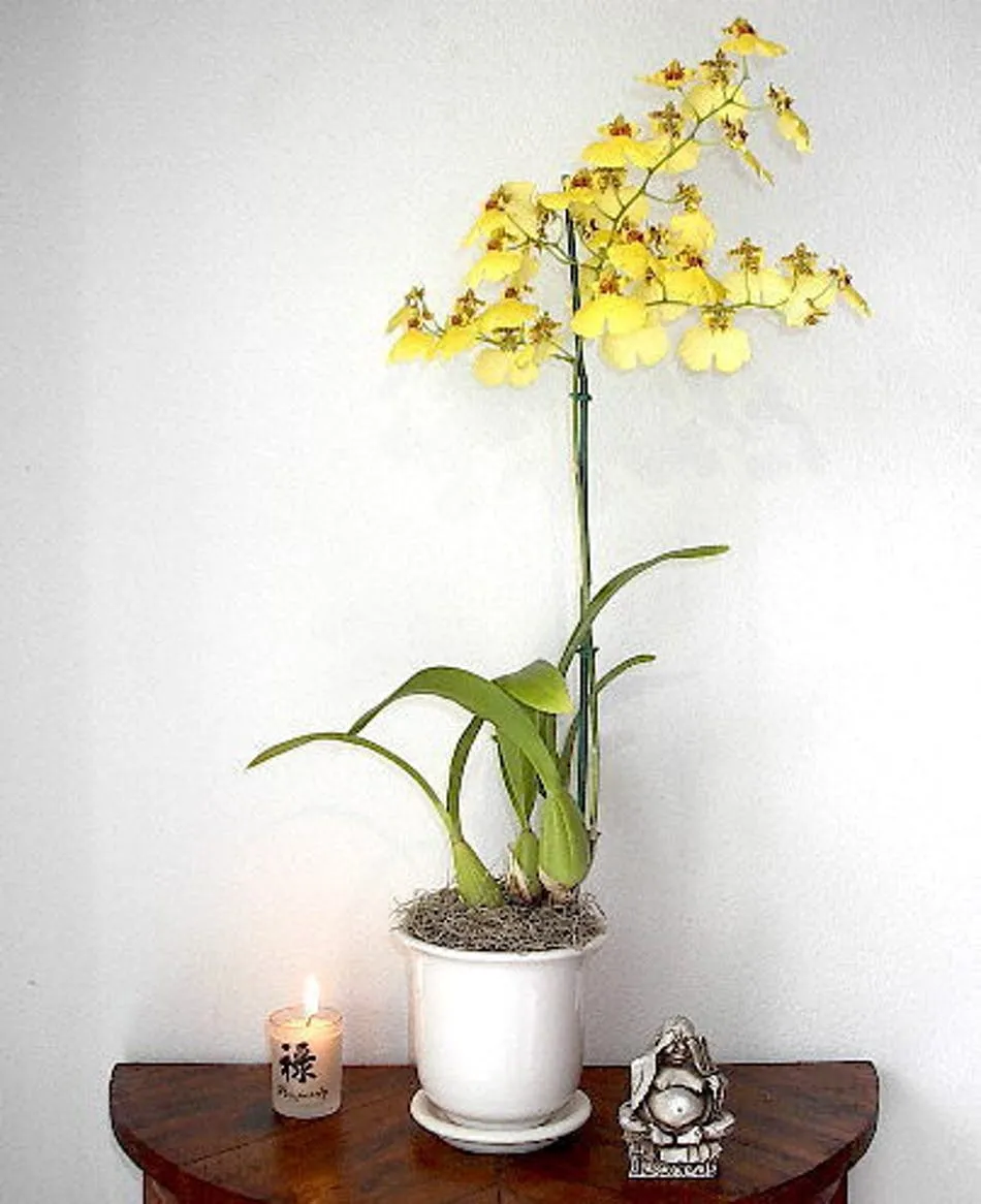 Oncidium Orchid