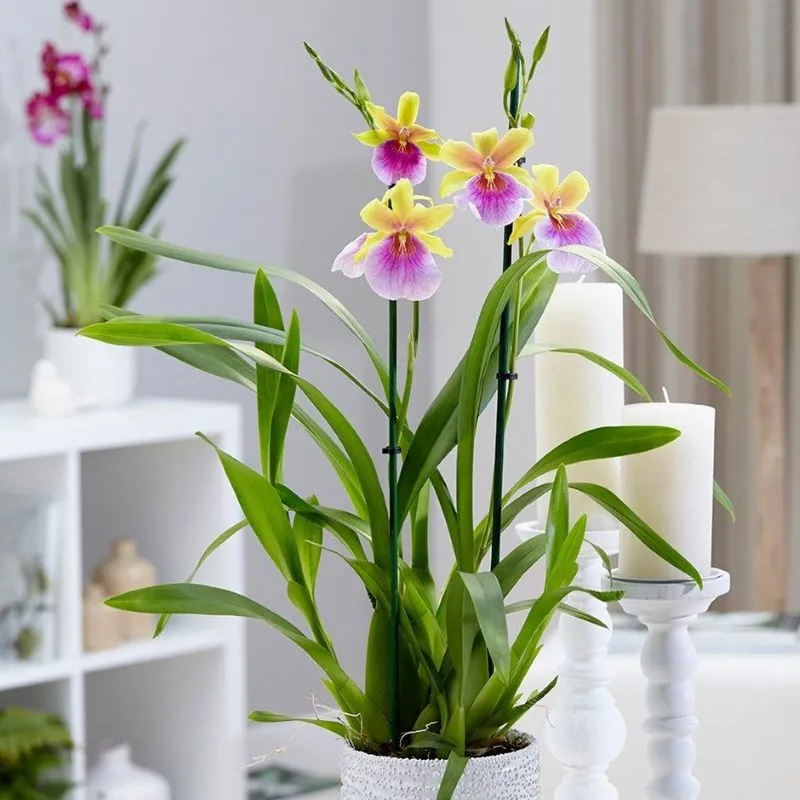 Pansy Orchid bio