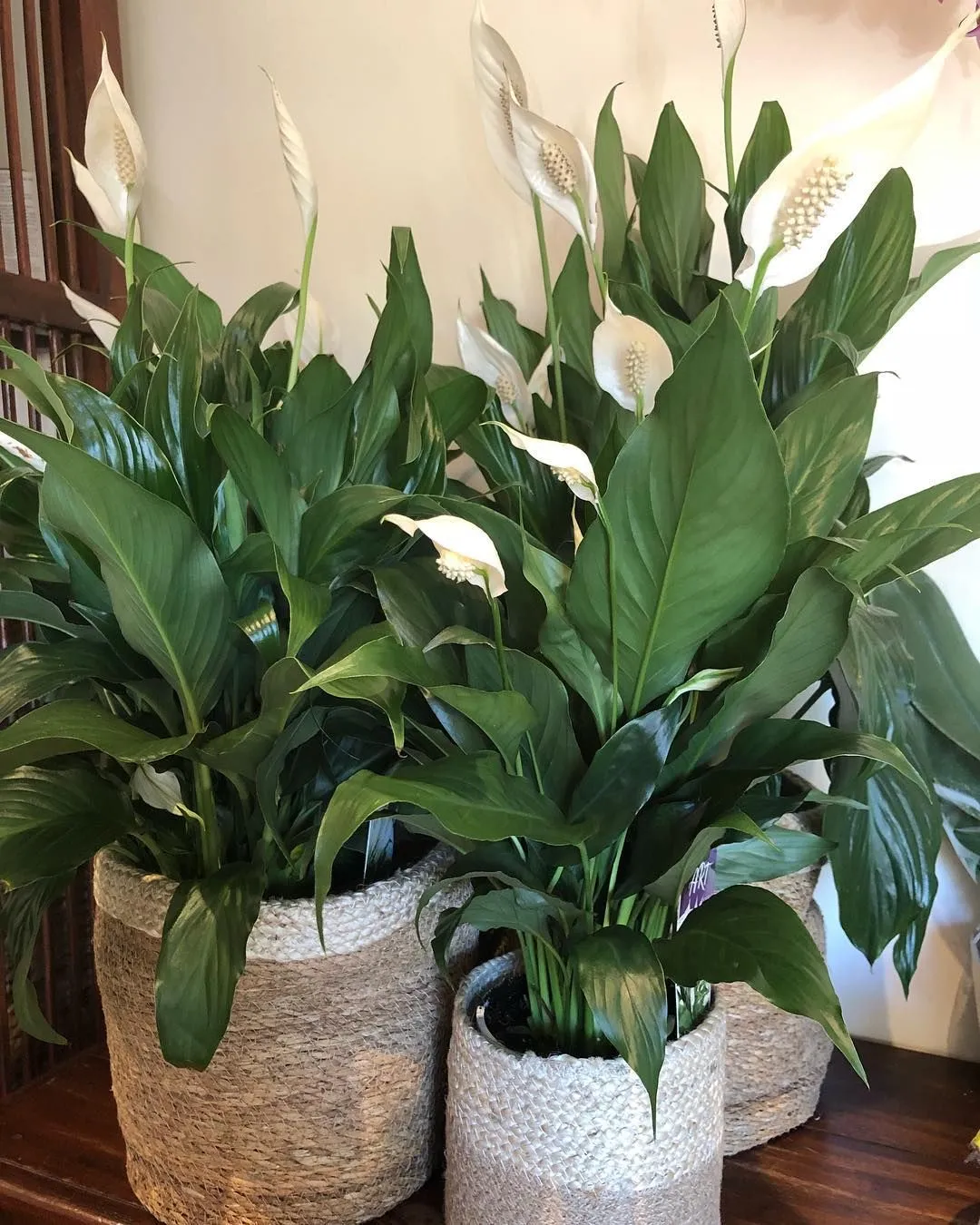 Peace Lily