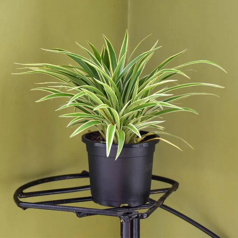 SPIDER PLANT bio