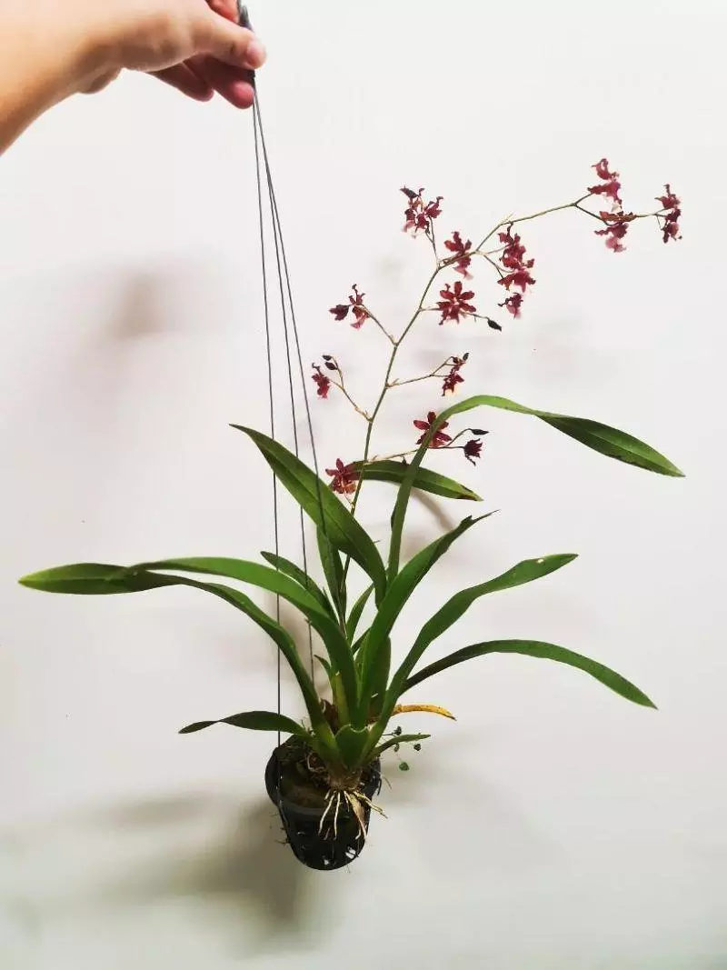 Sharry Baby Orchid bio