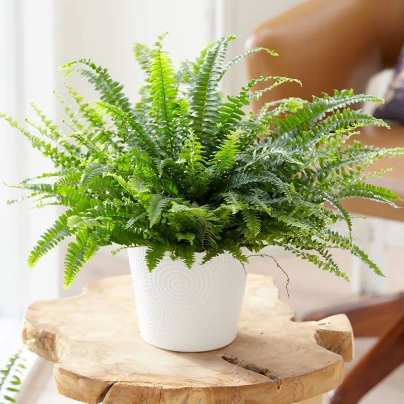 boston fern biophile