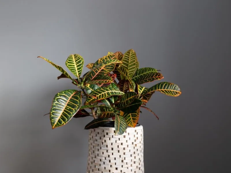 croton plant bio