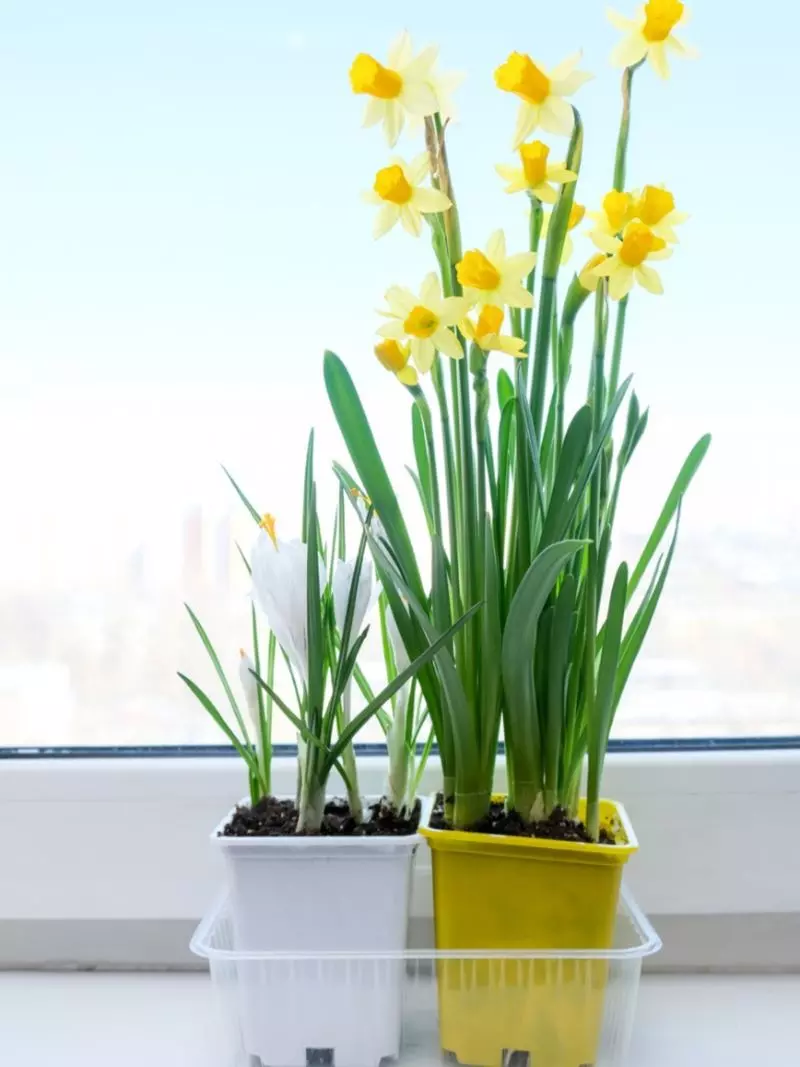 daffodils