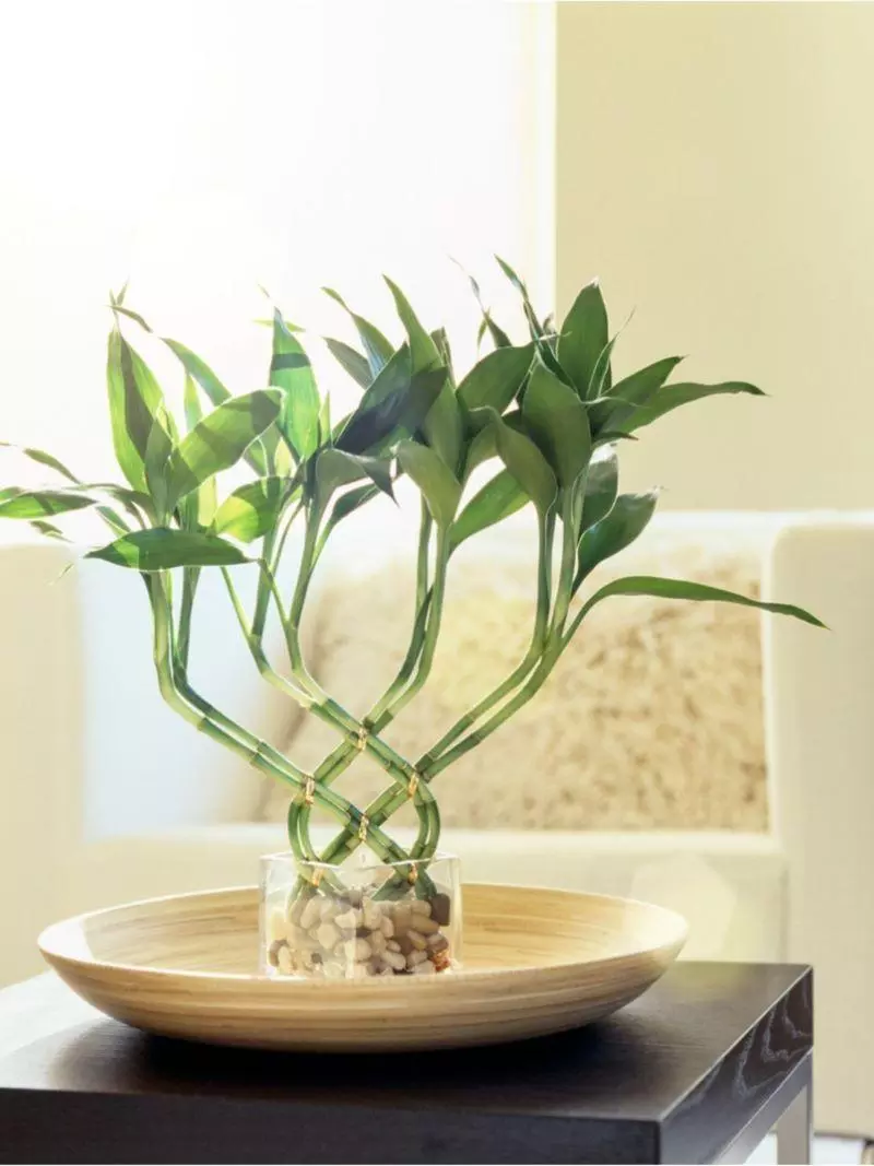 lucky bamboo houseplant bio