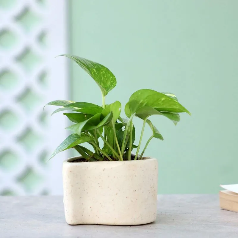 money plant bio