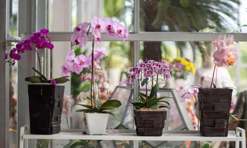 orchid indoor plants bio