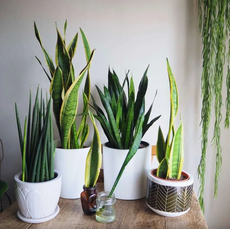 snake plant bio