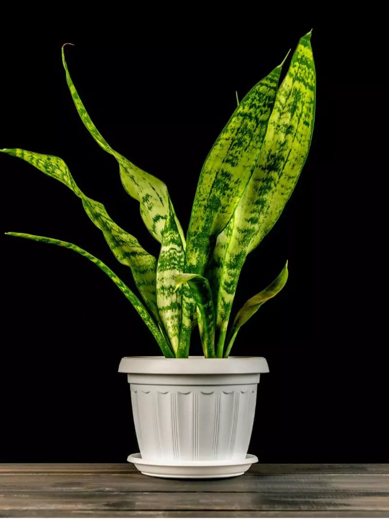 snake plant