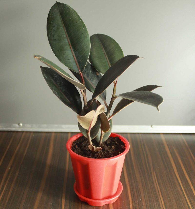 rubber plant