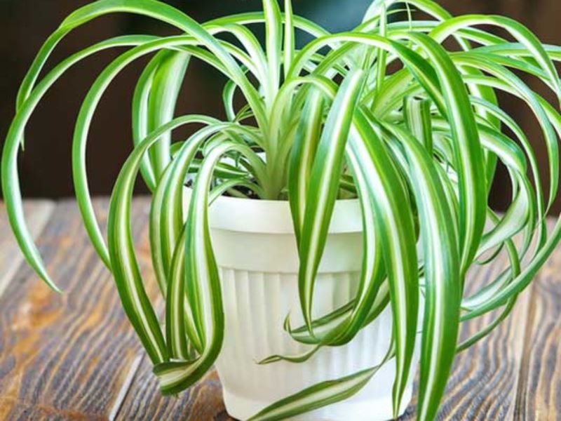 spider plant